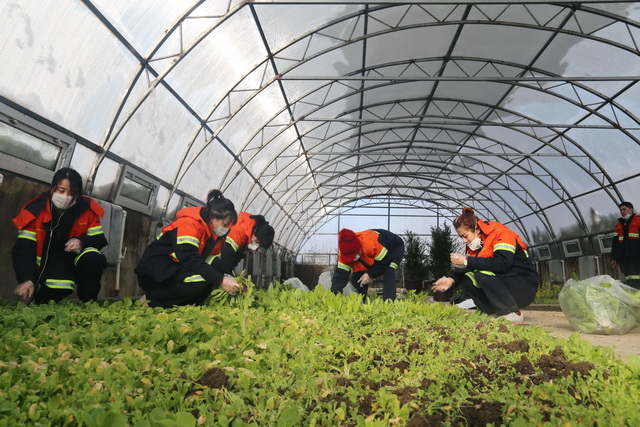 5e4cd60af36cf.jpg 多寶山銅業(yè)暖棚“試驗田”變身“菜園子” (2)-640.jpg